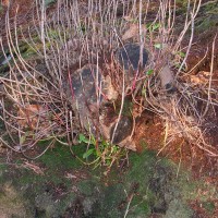 Rhododendron